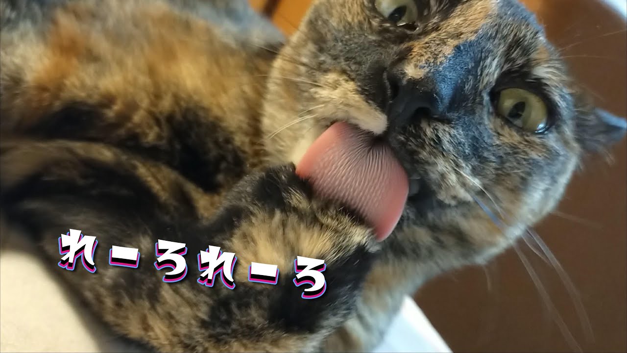 大きなクッションを運ぶサビ猫　なかなか見せてくれない姿をペットカメラで撮影