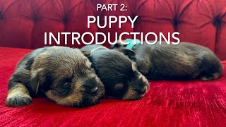 Mini Schnauzer puppy introductions - part 2
