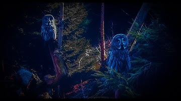 12 Hours Owl Forest Night Sound Sleep, Relax,
