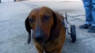 коляска протез для парализованых собак контакт 00.32.478 46 05 08 http://www.handicappedpets.be коляска протез для парализованых собак контакт 00.32.478 46 05 08 http://www.handicappedpets.be