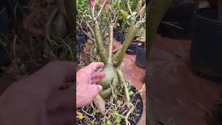 5 Curiosidades sobre rosas do deserto que você precisa saber.