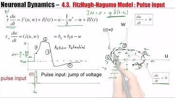 CNS4.3A - Analysis of a 2D neuron model - pulse input