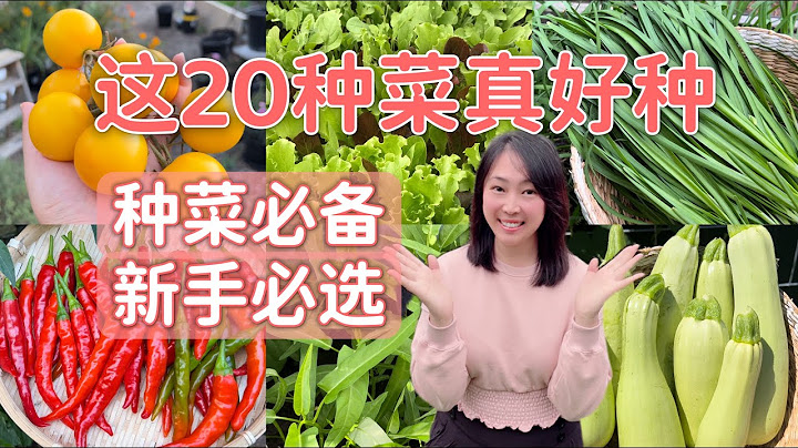 【種植77】20種好種容易種的蔬菜 + 每種菜的種植訣竅，新手必看，乾貨分享 20 easy growing vegetables and tips for home garden beginner - 天天要聞