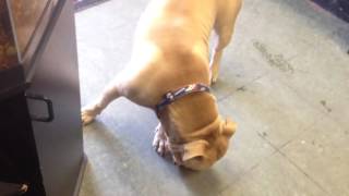 Colt Ignoring Another Dog