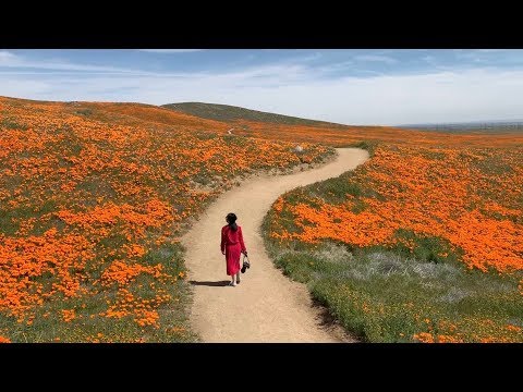 วีดีโอ: ดู California Super Blooms ที่ไหนและเมื่อไหร่