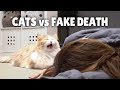 Cats vs Fake Death | Kittisaurus