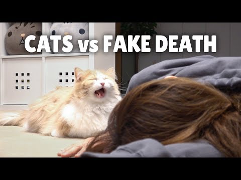 Video: How Cats Anticipate The Death Of Their Owner