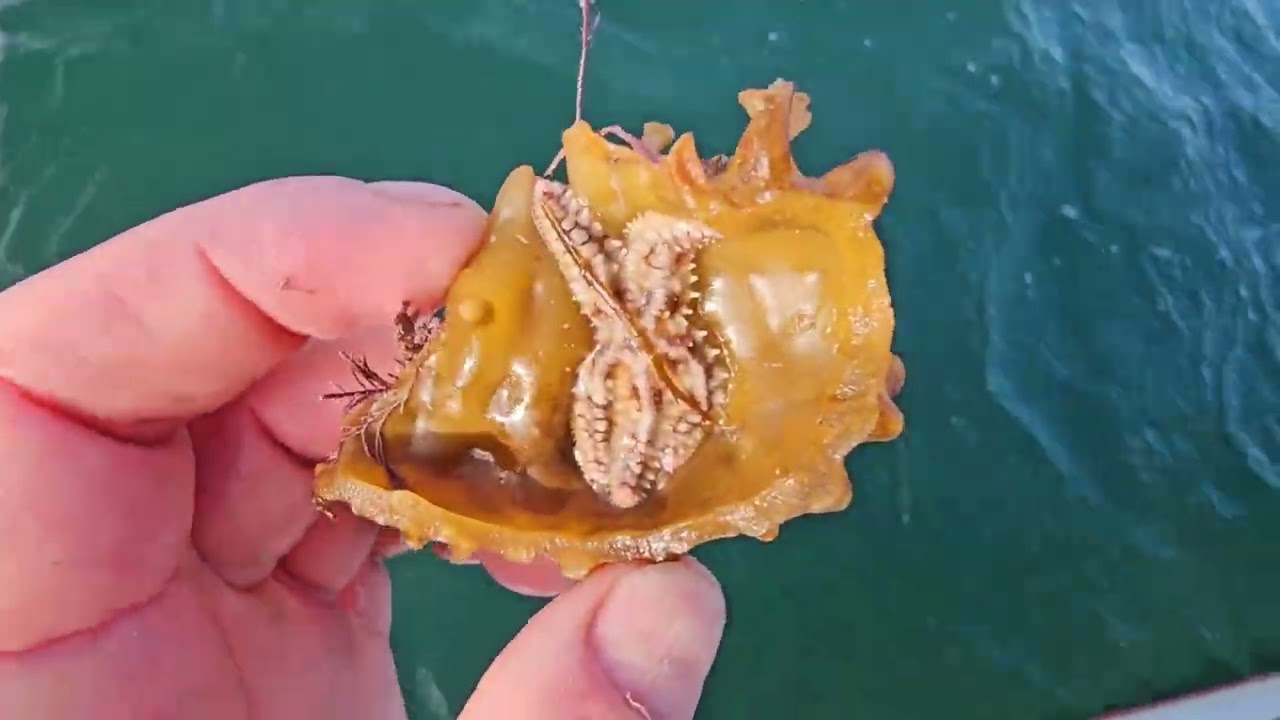 A importancia das cousas humildes do mar.