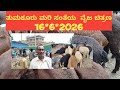 ಈ ವಾರದ ತುಮಕೂರು ಸಂತೆ ಯಲ್ಲಿ ಕುರಿ ಗಳ ರೇಟ್ ಜೋರಾಗಿ ತ್ತು @agrianimals# , 16*6*2026