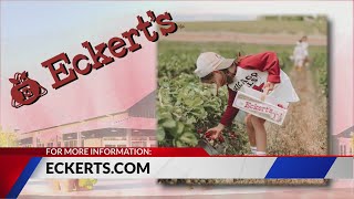 Pick your own strawberries right now at Eckert's