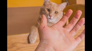 طريقة علاج عضة القطة
