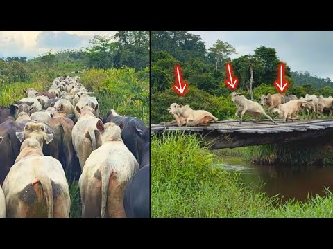 The cattle fell off the bridge, the cowboy fell off his donkey while catching a wild bull in the ...