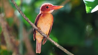 慶良間諸島国立公園「季節の移り変わりを知らせる鳥とセミ」 - YouTube
