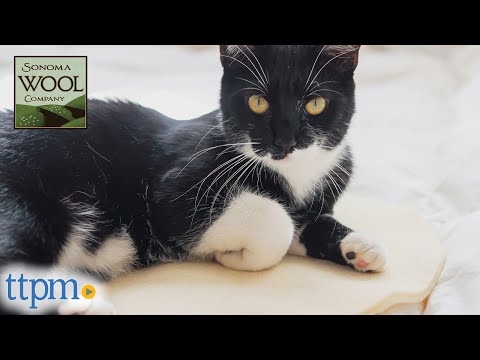 Video: Is wolspeelgoed veilig vir katte?