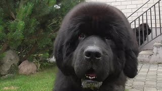 When the video camera is too close/Newfoundland dog kissed the  camera