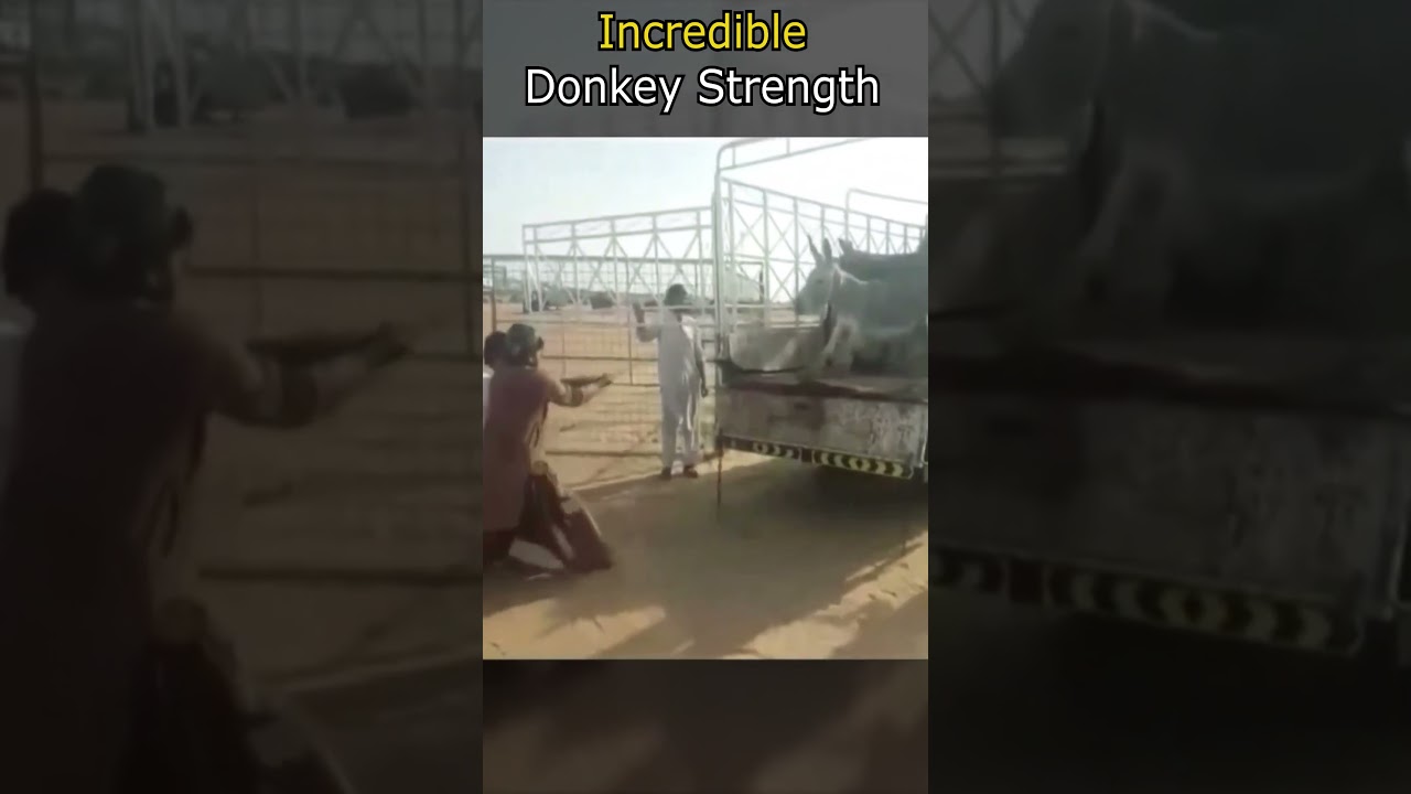 Incredible Donkey Strength