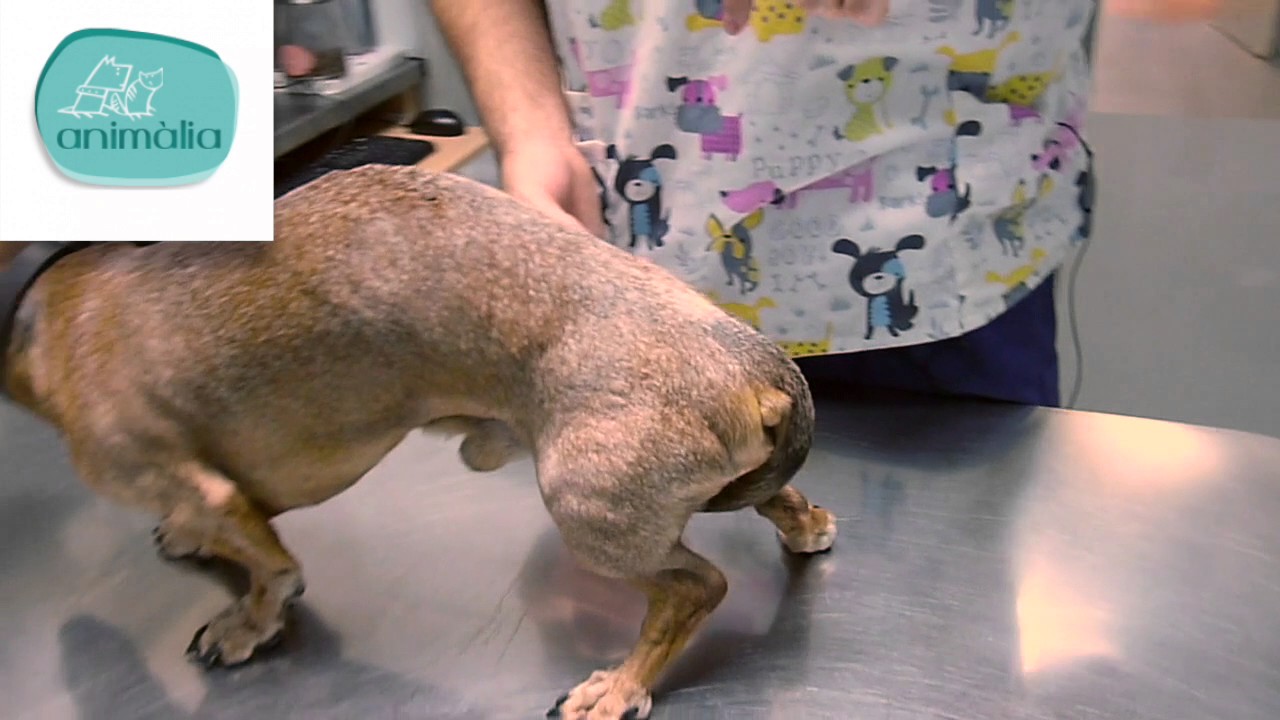 Cuanto cuesta una operacion de hernia umbilical en perros