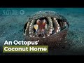 An octopus coconut home