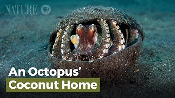 An Octopus