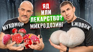 видео: ГРИБЫ КОТОРЫЕ ШТЫРЯТ | ВСЯ ПРАВДА ПРО МИКРОДОЗИНГ! ПОМОГУТ ЛИ ГРИБЫ В СПОРТЕ? Макс Пулемет про грибы картинка: ГРИБЫ КОТОРЫЕ ШТЫРЯТ | ВСЯ ПРАВДА ПРО МИКРОДОЗИНГ! ПОМОГУТ ЛИ ГРИБЫ В СПОРТЕ? Макс Пулемет про грибы