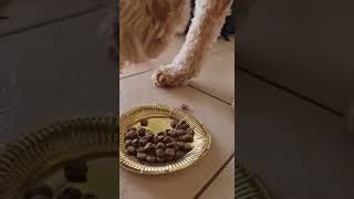 Coberdog In the eating dry biscuits￼ by Hakas, kittens and more 8 views 1 year ago 2 minutes, 6 seconds