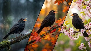 Blackbird Singing Through The Seasons Winter Rain, Autumn & Spring Asmr