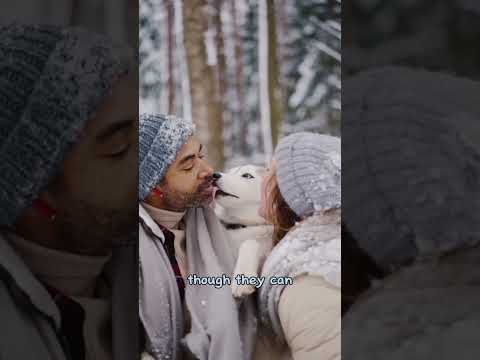Animal trivia | alaskan malamute | dog breed | facts about animals