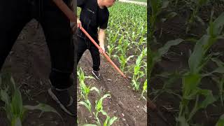 The SECRET to Perfect Corn Rows! 🌽✨🔥