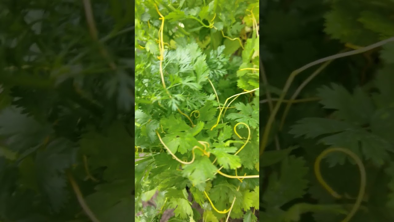 Откуда берётся повилика 