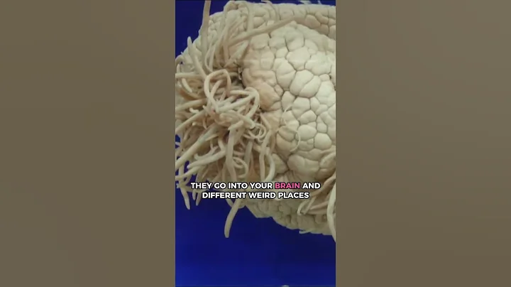 Why Eating Bear Meat Is Bad! | #joerogan #jre #bear #grizzlybear