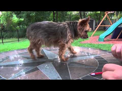 Video: How To Brush Your Yorkie Teeth