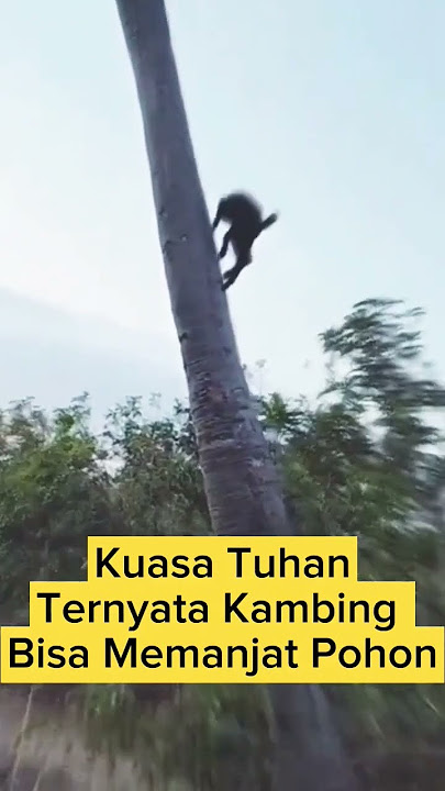 Kuasa Tuhan Kambing Memanjat.#kambing #kuasatuhan #ytshorts #animals