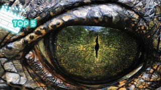 Top 5 Filmes de Crocodilo/Jacaré