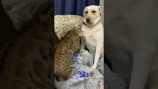 Labrador Sits Still In Horror As Cat Bites Them