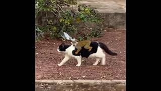 Macaco pega “carona” com gato - #Shorts