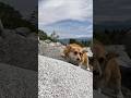 岩を登りきるコーギー / A Corgi making it to the top of the rock. #コーギー #corgi