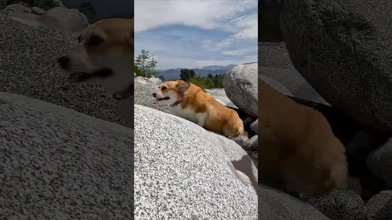 岩を登りきるコーギー / A Corgi making it to the top of the rock. #コーギー #corgi