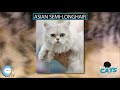 Asian Semi longhair 🐱🦁🐯 EVERYTHING CATS 🐯🦁🐱 の動画、YouTube動画。