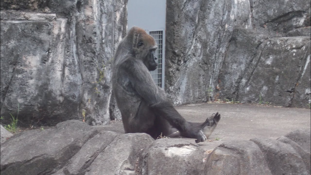 Apes 🦍 eating leaf  (2458) လူနဲ့ အတူဆံုးသော မျောက်ဝံ