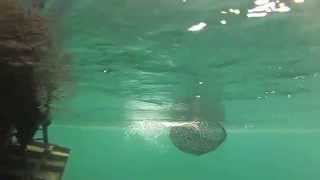 Rainbow Trout Coming Into Land On Lake Taupo