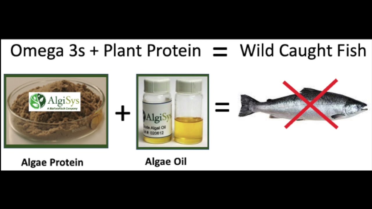 AlgiSys Algae Technology to Produce Omega 3s & Protein and Stop
