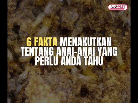 Video: Adakah sungkupan menarik anai-anai?