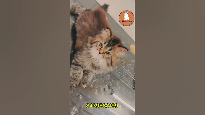 Watch the video about Siberian Kitten in India 🐾 | Hypoallergenic Fluffball from @Khan_Kittens ✨| Strong,Sweet & Stunning