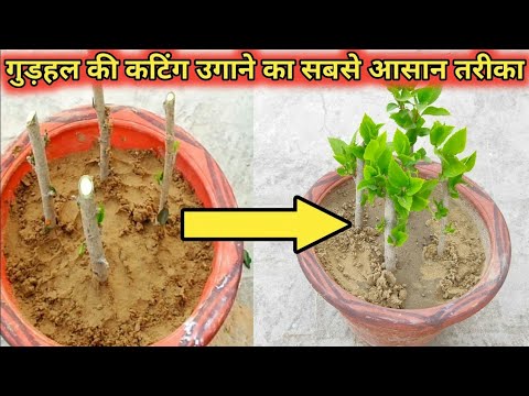 hibiscus propagation in water How to Grow Hibiscus From Cutting | गुड़हल की कटिंग कैसे लगाए | गुड़हल की कलम लगाने का सफल तरीका