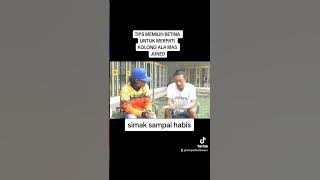 tips memilih merpati betina kolong ala mas juned kenwood