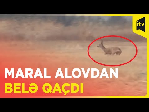 Video: Çanaqqalanın dərinliyi nə qədərdir?