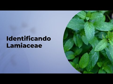 Video: Familia Lamiaceae: descripción