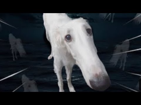 Let Me do it for you | Borzoi dog - YouTube