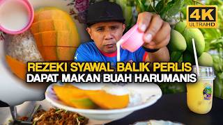 Musim Harumanis Di Perlis 2026 Kembali Lagi 4K