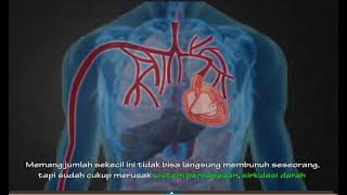 Download Lagu Pengaruh Rokok Pada Kesehatan MP3